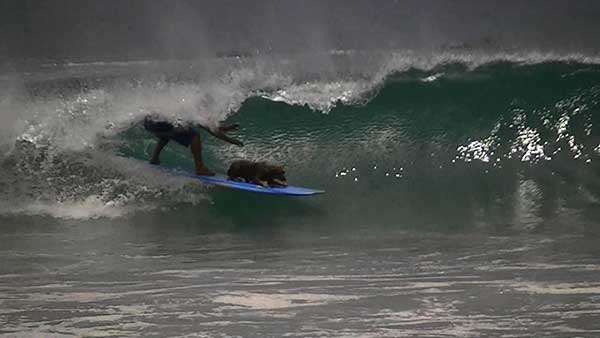 Mateo, Tamarindo's local surfing dog, pulling into the tube