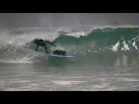 Read more about the article Surfing puppy dog gets a big barrel in Tamarindo Costa Rica surf (video)