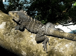 Read more about the article A Guide to the Wildlife of the Guanacaste Region