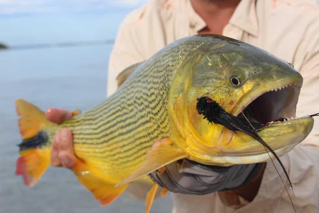 Read more about the article Your Guide to Costa Rican Sport Fishing