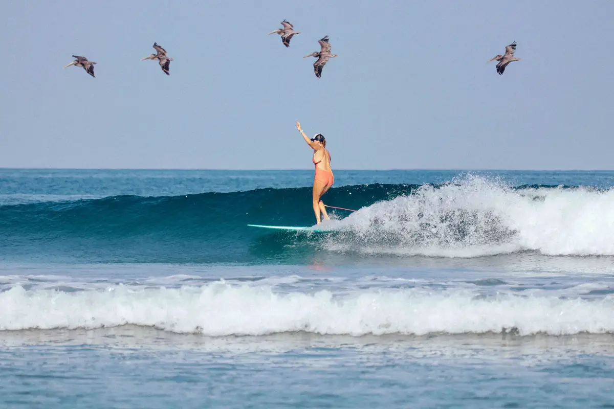 Kristen Brown surfing with pelicans in Tamarindo